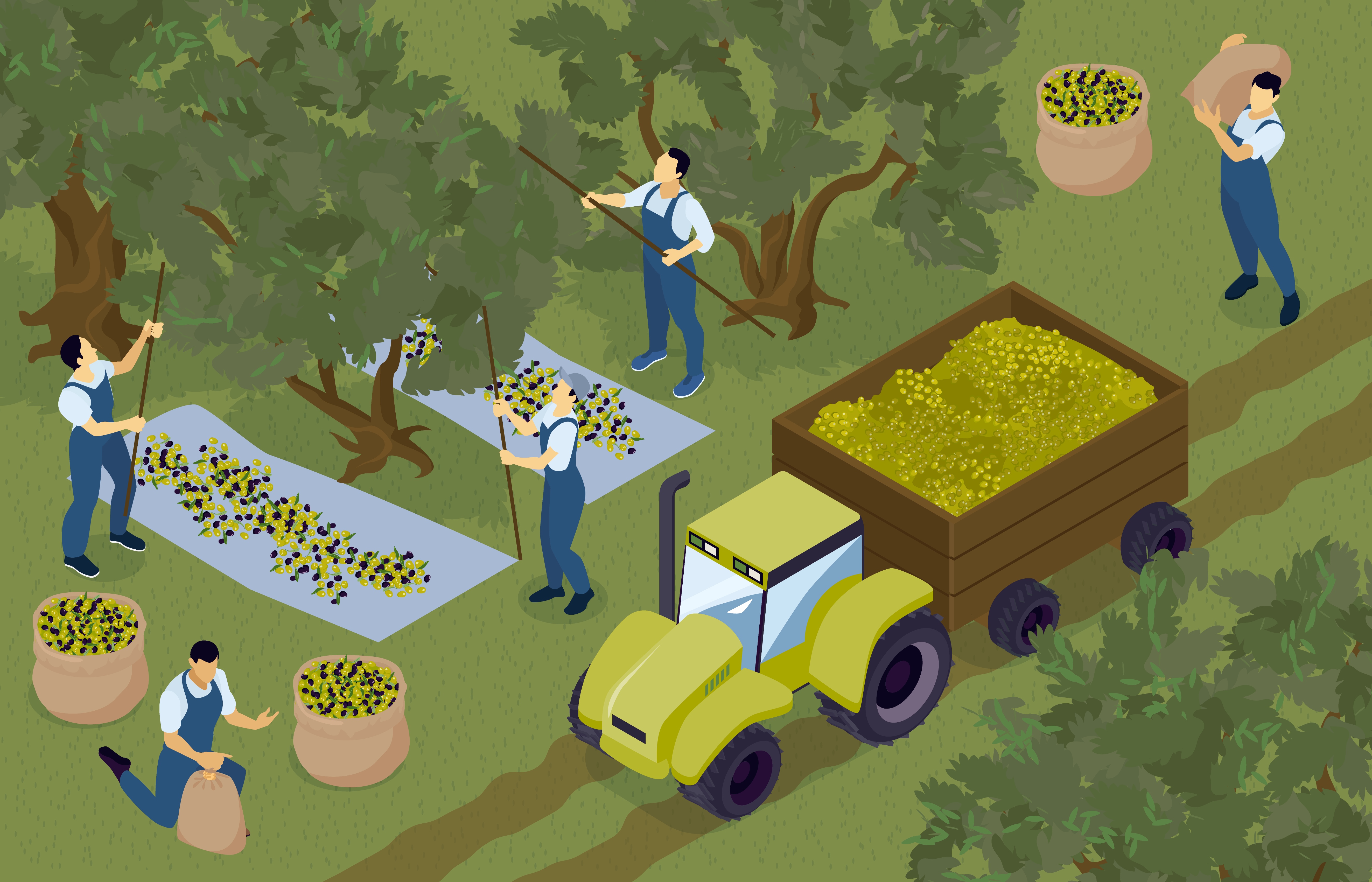 Production of Spanish, Greek and Egyptian olives from main manufacturers in Armenia.